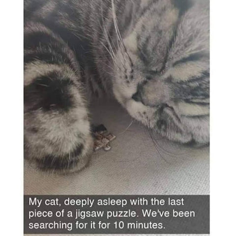 last piece of puzzle funny sleepy cat stole it