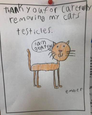 thank you for carefully removing my cat's testicles i am grateful drawing