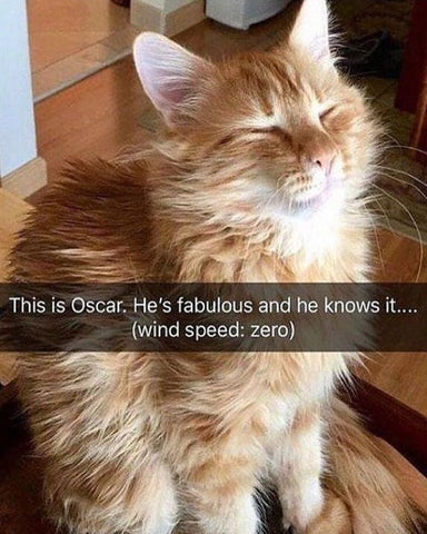 wind speed zero gorgeous ginger cat