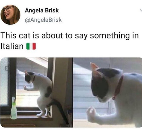 cat is about to say something italian expression
