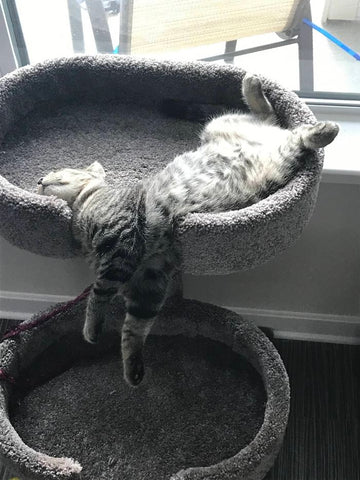 grey sleeping kitten in his bed in funny pose