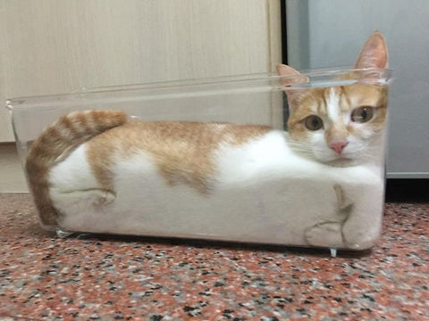 orange white cat takes the shape of container liquid cats
