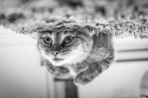 Domestic cat playing at home