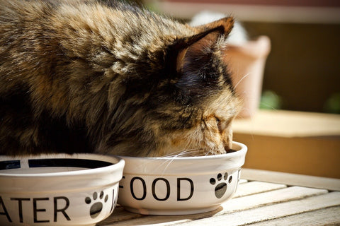 cat nutritional needs diet eating from bowl