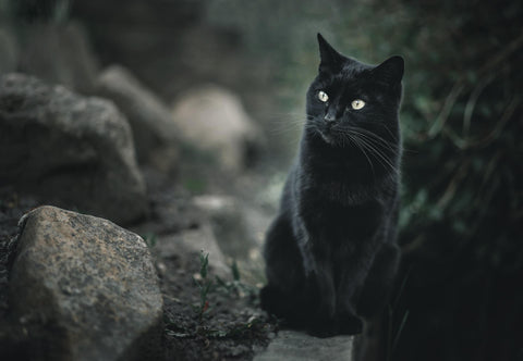 gorgeous black cat name ideas