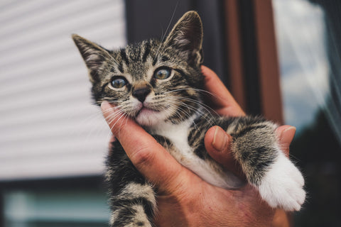 adorable domestic kitten rescue