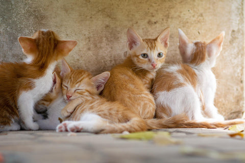 adorable ginger kittens name ideas