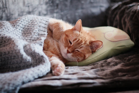 ginger kitten sleeping tucked in cozy winter
