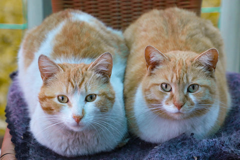 two orange cat friends buddy
