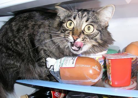 funny furry cat thieves caught in the act cat eating in fridge