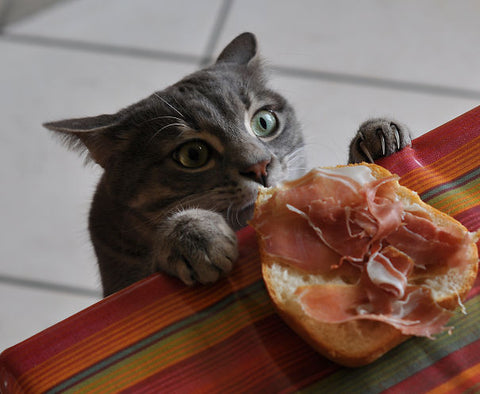 funny furry cat thieves caught in the act hilarious sandwich stealer