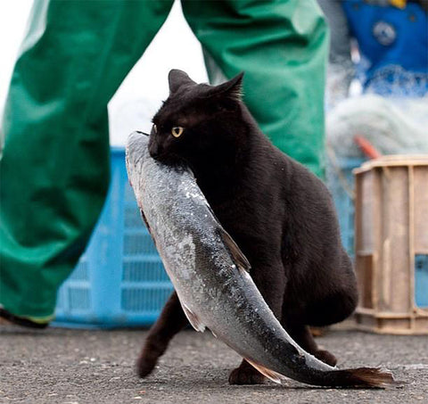 funny furry cat thieves caught in the act black cat with large fish