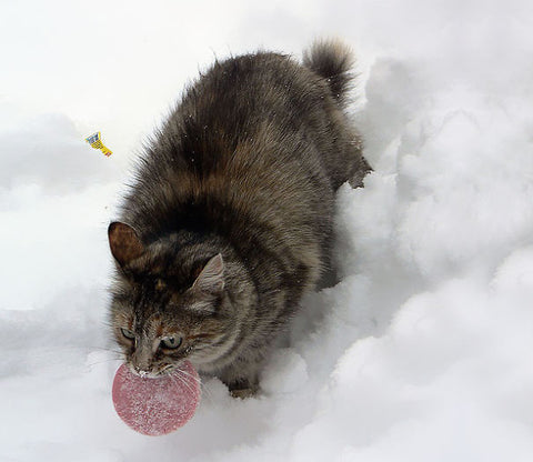 funny furry cat thieves caught snow