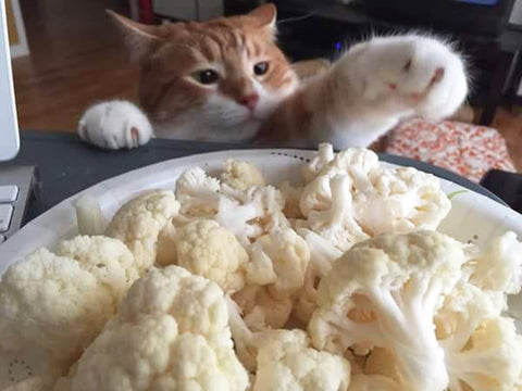 funny furry cat thieves caught in the act hilarious cauliflower