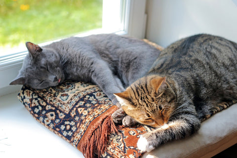 two sleeping cat friends indoor