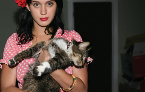 katy perry cat lover the crazy cat lady