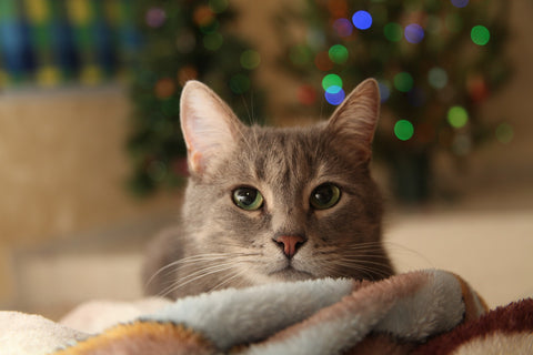 domestic cat christmas season dangers