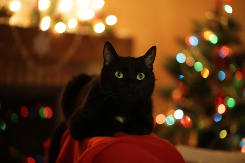 black kitty cat festive christmas tree decorations danger