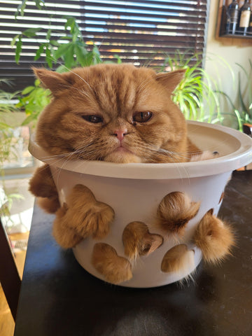 fluffy orange cat sitting in a bowl