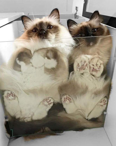 liquid cats in bowl