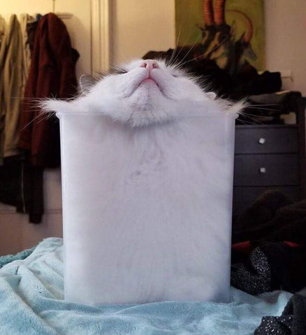 liquid fluffy cat in a container