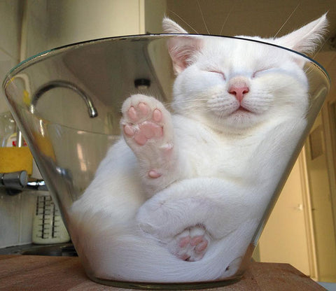 sleeping white cat in transparent bowl