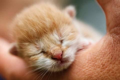 tiny small ginger kitten with eyes closed in hand