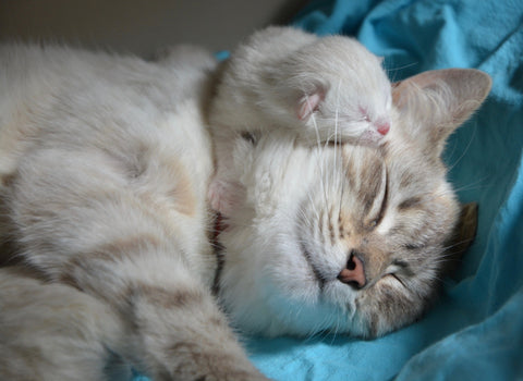 found cute newborn kitten with mum sleeping