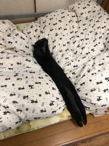long black cat on bed liquid kitty collection