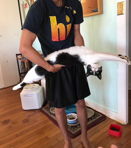 cute tuxedo cat is stretching in his human's hand