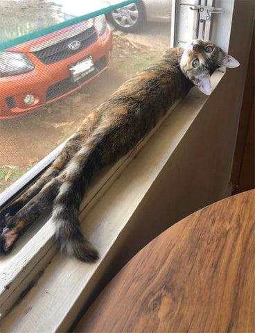 cat in windowsill afternoon nap cute liquid cat