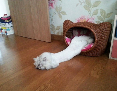 white funny kitty has melted from his cat bed