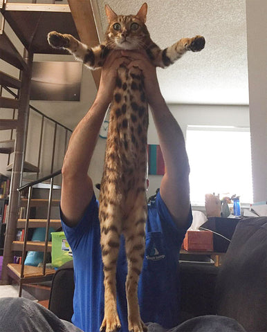 bengal cat stretched showing off pretty belly
