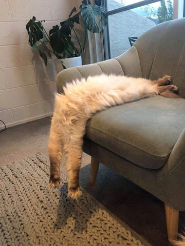 liquid cat laying on sofa chair funny kitty