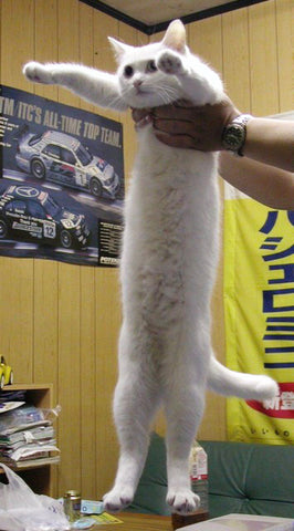 long stretched white cat funny liquid cats collection