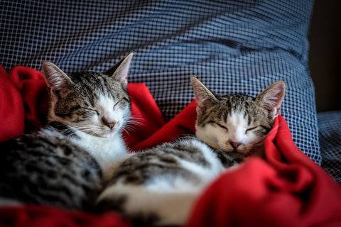 two cats sleeping in bed blankets