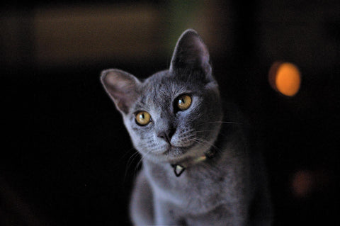 cute russian blue grey cat name ideas
