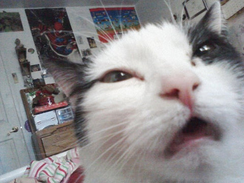 15 Funny Cat Selfies That Will Make Your Day A Bit Better – Meow Town