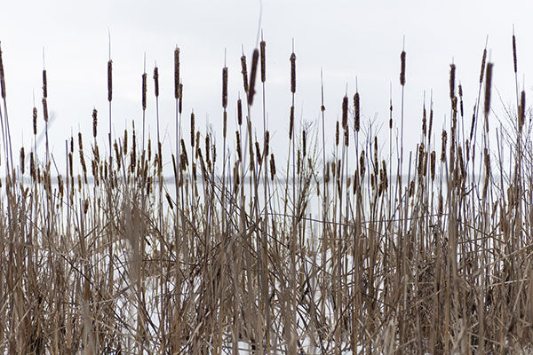 Remove excess cattails