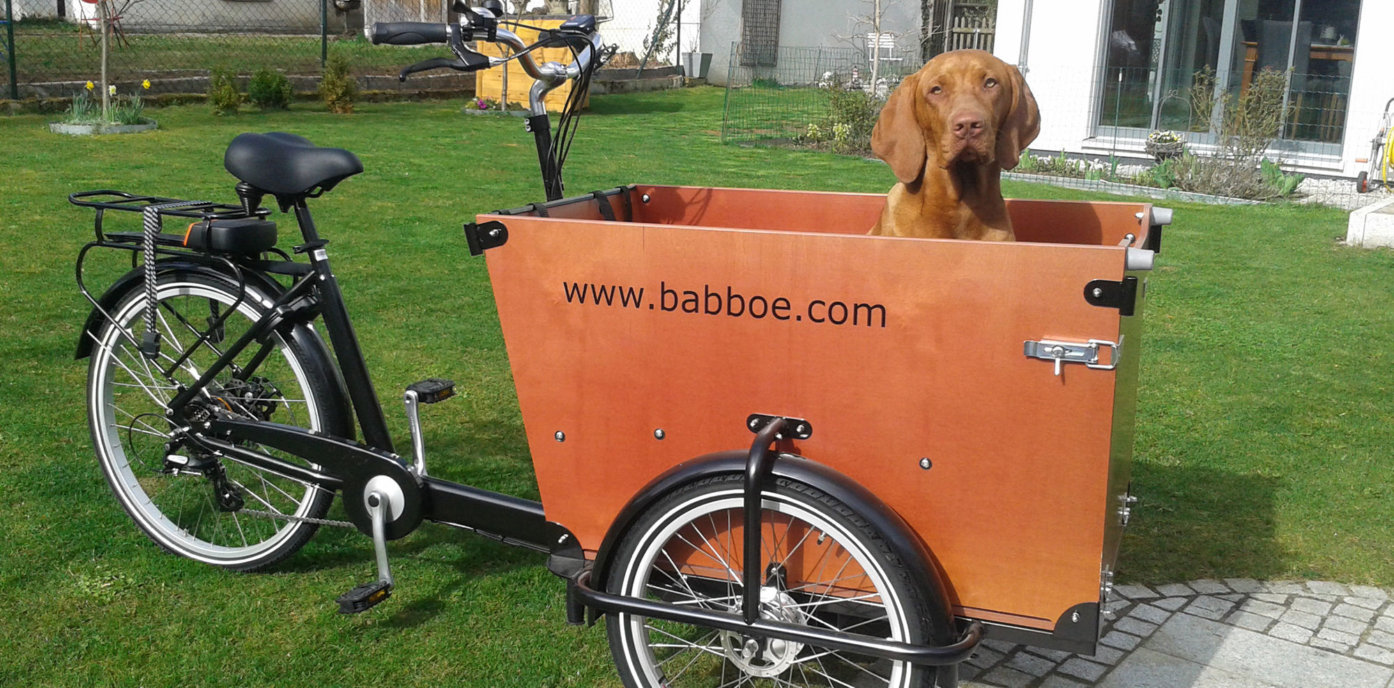 Gros chien transporté dans la caisse du triporteur Babboe Dog