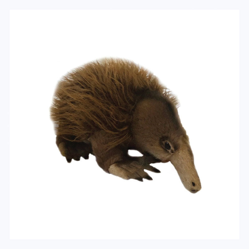 echidna soft toy