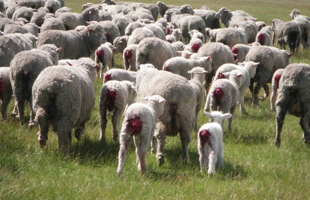 source:peta-sheep-mulesing