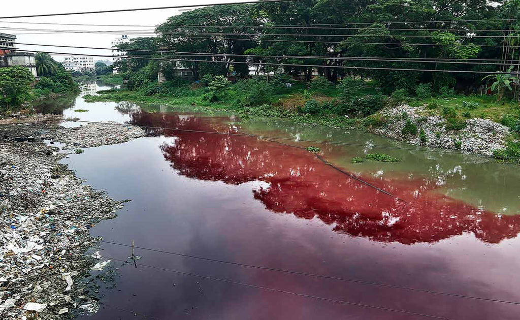 Dhaka, 31 agosto 2019. Il colore del Karnopara Canal'sl nella periferia di Dhaka è diventato viola a causa dello scarico delle acque reflue delle vicine fabbriche di tintura e dell'abbandono dei rifiuti. |