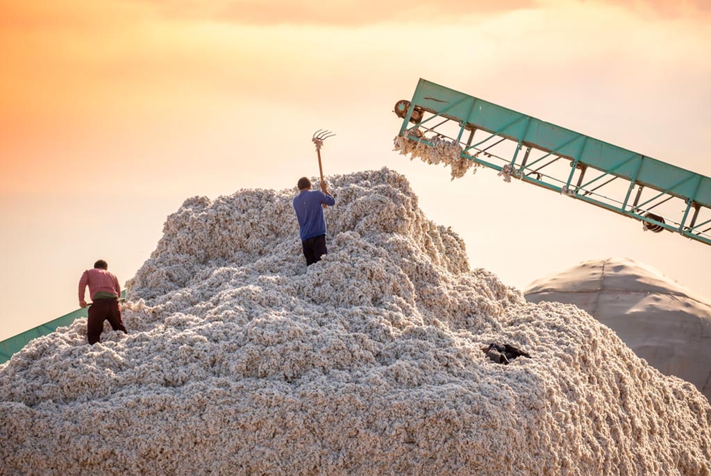 Production de coton à grande échelle