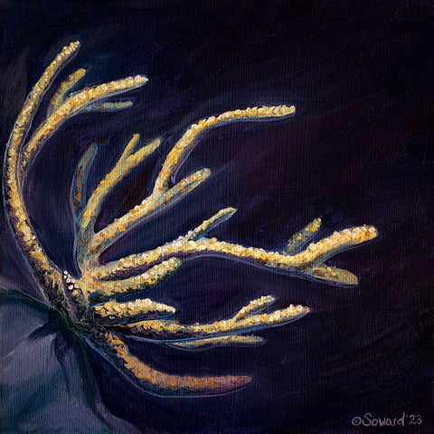 Acroporous Rudis Coral, oil painting by Sarah Soward of tan and pale ochre coral colony with stretching arms against a deep purple background.