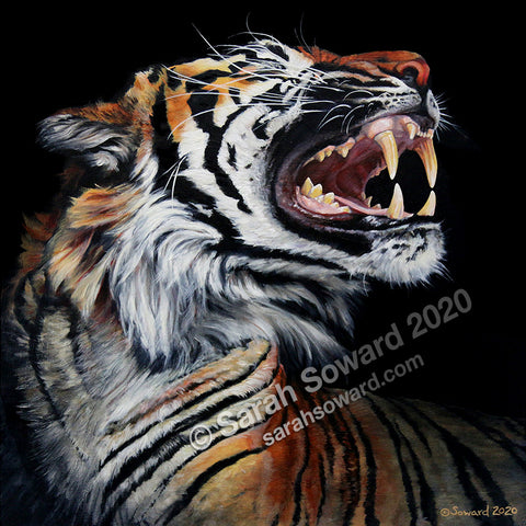 Painting of a tiger in profile in stark contrast and chiaroscuro light. The tiger is roaring. Image copyright Sarah Soward.