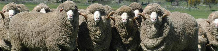 New Zealand merino sheep