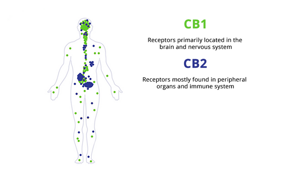 CBD's and THC's effects on ECS