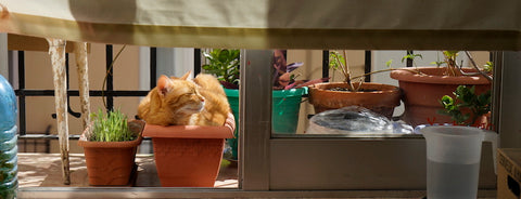 huerto urbano para gatos