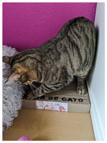 rascador de carton para gatos